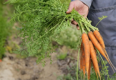 Créaline : l'atelier des légumes les carottes de sable